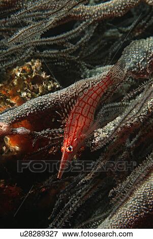Stock Photo - Mozambique Indian Ocean longnose hawkfish (Oxycirrhites typus) on black coral (cirrhipathes sp. ) close-up. Fotosearch
