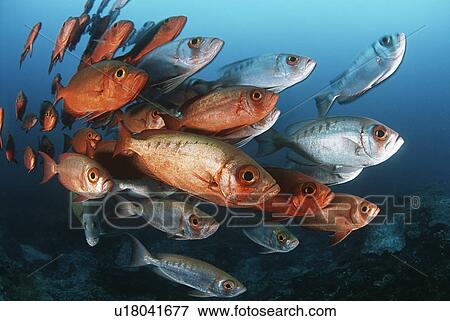 Mozambique Indian Ocean school of crescent-tail bigeyes (Priacanthus hamrur) View Large Photo Image Stock Photo - Mozambique Indian Ocean school of crescent-tail bigeyes (Priacanthus hamrur). Fotosearch