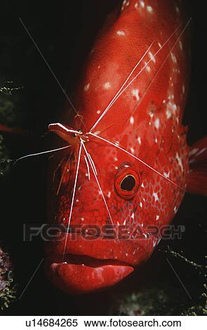Stock Photography - Mozambique Indian Ocean tomato rockcod (Cephalophlis sonnerati) being cleaned by cleaner shrimp (Lysmata amboinensis) close-up. Fotosearch