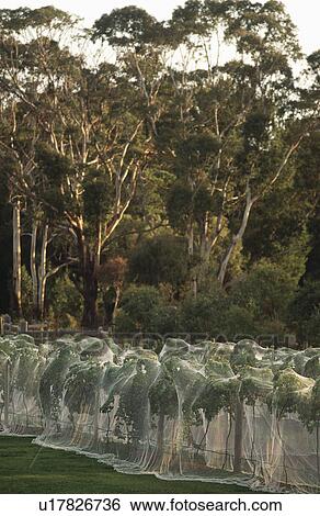 Nets draped over vines to prevent fruit loss to birds View Large Photo Image Stock Photograph - Nets draped over vines to prevent fruit loss to birds. Fotosearch