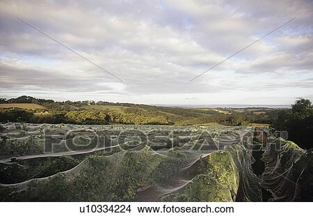 Picture - Nets over vines Mornington Peninsula Victoria Australia. Fotosearch