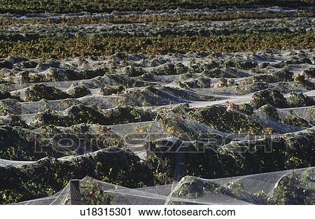 Nets over vineyard View Large Photo Image Stock Image - Nets over vineyard. Fotosearch