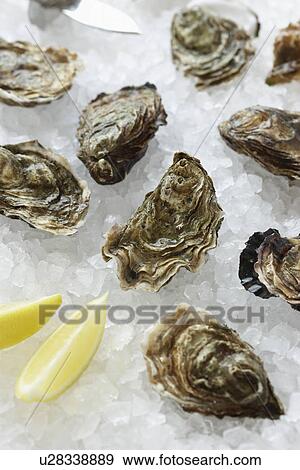 Oysters on ice close-up View Large Photo Image Stock Photo - Oysters on ice close-up. Fotosearch