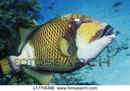 Parrot fish in ocean View Large Photo Image Stock Photograph - Parrot fish in ocean. Fotosearch