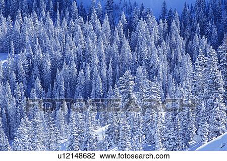 Pine trees in snow elevated view View Large Photo Image Stock Image - Pine trees in snow elevated view. Fotosearch