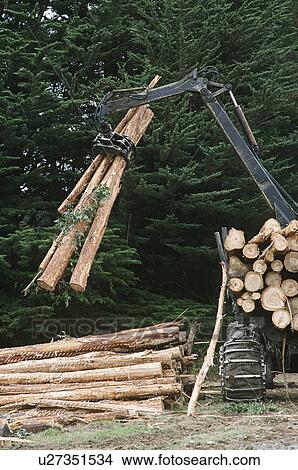 Plantation Eucalyptus (Bluegum) trees being prepared for woodchipping View Large Photo Image Picture - Plantation Eucalyptus (Bluegum) trees being prepared for woodchipping. Fotosearch