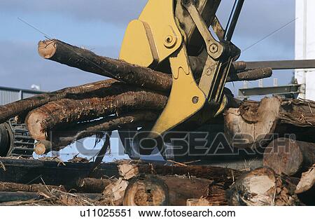 Plantation Eucalyptus (Bluegum) trees being prepared for woodchipping View Large Photo Image Stock Image - Plantation Eucalyptus (Bluegum) trees being prepared for woodchipping. Fotosearch