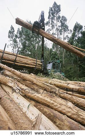 Stock Image - Plantation Eucalyptus (bluegum) trees being harvested for woodchipping. Fotosearch