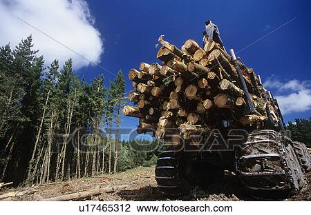 Plantation Eucalyptus (Bluegum) trees being harvested for woodchipping View Large Photo Image Stock Image - Plantation Eucalyptus (Bluegum) trees being harvested for woodchipping. Fotosearch