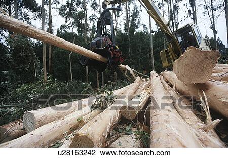 Stock Image - Plantation Eucalyptus (bluegum) trees being harvested for woodchipping. Fotosearch
