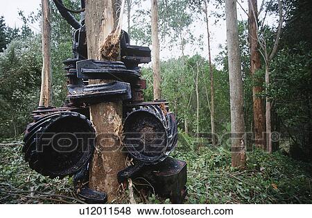 Plantation Eucalyptus (bluegum) trees being harvested for woodchipping View Large Photo Image Stock Photo - Plantation Eucalyptus (bluegum) trees being harvested for woodchipping. Fotosearch