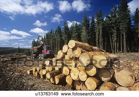 Stock Photo - Plantation Eucalyptus (Bluegum) trees being harvested for woodchipping. Fotosearch