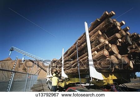 Plantation Eucalyptus (bluegum) trees being prepared for woodchipping View Large Photo Image Stock Photo - Plantation Eucalyptus (bluegum) trees being prepared for woodchipping. Fotosearch