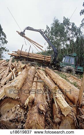 Stock Photo - Plantation Eucalyptus (Bluegum) trees being harvested for woodchipping. Fotosearch