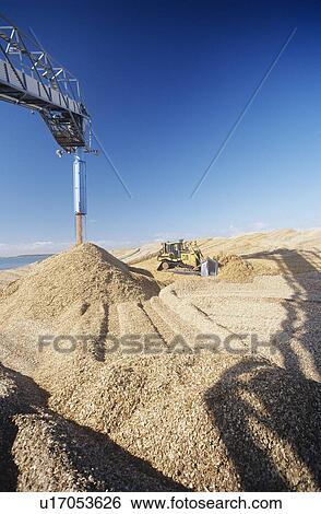 Stock Photograph - Plantation Eucalyptus (bluegum) trees being harvested for woodchipping. Fotosearch
