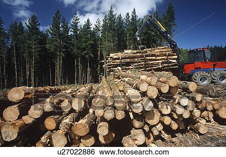 Plantation Eucalyptus (Bluegum) trees being harvested for woodchipping View Large Photo Image Stock Photograph - Plantation Eucalyptus (Bluegum) trees being harvested for woodchipping. Fotosearch