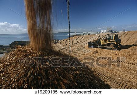 Plantation Eucalyptus (bluegum) trees being woodchipped for export View Large Photo Image Stock Photography - Plantation Eucalyptus (bluegum) trees being woodchipped for export. Fotosearch
