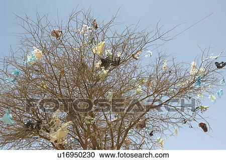 Plastic bags caught in dead tree View Large Photo Image Stock Image - Plastic bags caught in dead tree. Fotosearch