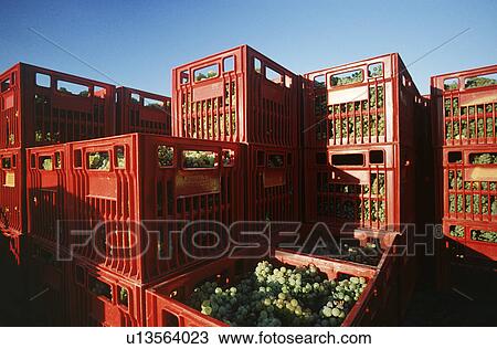 Plastic crates filled with harvested Chardonnay wine grapes Yarra Valley Victoria Australia View Large Photo Image Stock Image - Plastic crates filled with harvested Chardonnay wine grapes Yarra Valley Victoria Australia. Fotosearch
