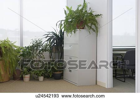 Potted plants by office window View Large Photo Image Stock Image - Potted plants by office window. Fotosearch