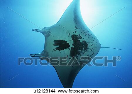 Raja Ampat Indonesia Pacific Ocean manta ray (Manta birostris) view from below View Large Photo Image Picture - Raja Ampat Indonesia Pacific Ocean manta ray (Manta birostris) view from below. Fotosearch