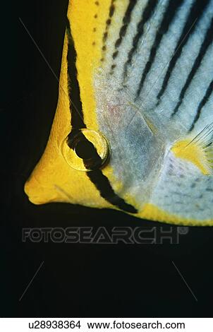 Raja Ampat Indonesia Pacific Ocean spot-tail butterflyfish (Chaetodon ocellicaudus) close-up View Large Photo Image Picture - Raja Ampat Indonesia Pacific Ocean spot-tail butterflyfish (Chaetodon ocellicaudus) close-up. Fotosearch