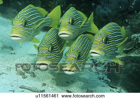 Raja Ampat Indonesia Pacific Ocean oriental sweetlips (Plecorhinchus orientalis) just above ocean floor View Large Photo Image Stock Image - Raja Ampat Indonesia Pacific Ocean oriental sweetlips (Plecorhinchus orientalis) just above ocean floor. Fotosearch