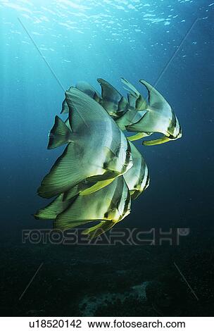 Raja Ampat Indonesia Pacific Ocean juvenile batfish (Platax teira) swimming under surface of ocean View Large Photo Image Stock Image - Raja Ampat Indonesia Pacific Ocean juvenile batfish (Platax teira) swimming under surface of ocean. Fotosearch