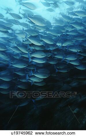 Raja Ampat Indonesia Pacific Ocean School of elongate surgeonfish (Acanthurus mata) feeding on plankton View Large Photo Image Stock Image - Raja Ampat Indonesia Pacific Ocean School of elongate surgeonfish (Acanthurus mata) feeding on plankton. Fotosearch