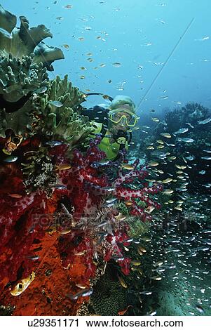 Raja Ampat Indonesia Pacific Ocean female scuba diver swimming by coral reef View Large Photo Image Stock Image - Raja Ampat Indonesia Pacific Ocean female scuba diver swimming by coral reef. Fotosearch