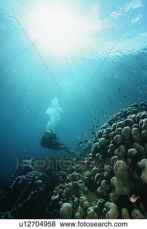 Raja Ampat Indonesia Pacific Ocean scuba diver in shallows with rays of light streaming from surface View Large Photo Image Stock Photo - Raja Ampat Indonesia Pacific Ocean scuba diver in shallows with rays of light streaming from surface. Fotosearch