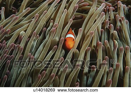 Stock Photo - Raja Ampat Indonesia Pacific Ocean false clown anemonefish (Amphiprion ocellaris) hiding in magnificent sea anemone (Heteractis magnifica). Fotosearch