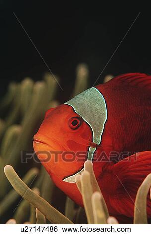 Stock Photograph - Raja Ampat Indonesia Pacific Ocean spinecheek anemonefish (Premnas biaculeatus) close-up. Fotosearch