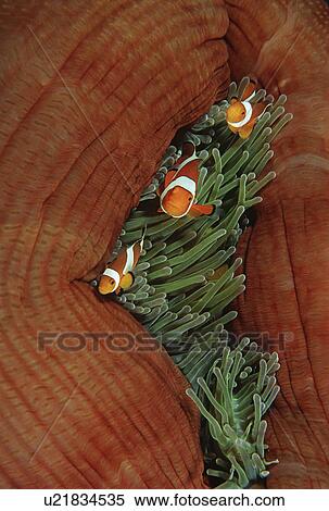Raja Ampat Indonesia Pacific Ocean false clown anemonefish (amphiprion ocellaris) in sea anemone (Heteractis magnifica) View Large Photo Image Stock Photography - Raja Ampat Indonesia Pacific Ocean false clown anemonefish (amphiprion ocellaris) in sea anemone (Heteractis magnifica). Fotosearch
