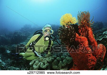 Raja Ampat Indonesia Pacific Ocean female scuba diver swimming by coral reef View Large Photo Image Stock Photography - Raja Ampat Indonesia Pacific Ocean female scuba diver swimming by coral reef. Fotosearch