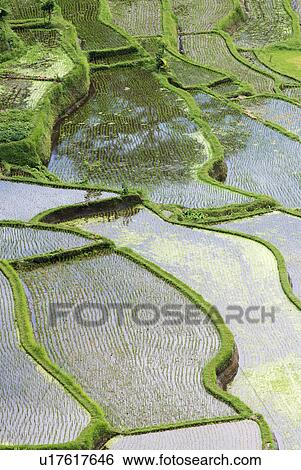 Rice paddies elevated view View Large Photo Image Stock Photograph - Rice paddies elevated view. Fotosearch