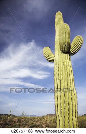Saguaro cactus in desert View Large Photo Image Stock Photo - Saguaro cactus in desert. Fotosearch