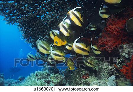 School of Angelfish on reef View Large Photo Image Stock Image - School of Angelfish on reef. Fotosearch