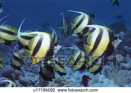 School of Angelfish on reef View Large Photo Image Stock Image - School of Angelfish on reef. Fotosearch