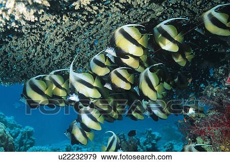 School of Angelfish on reef View Large Photo Image Stock Photo - School of Angelfish on reef. Fotosearch