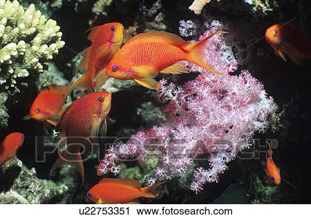 School of Flame Angelfish on reef View Large Photo Image Stock Image - School of Flame Angelfish on reef. Fotosearch