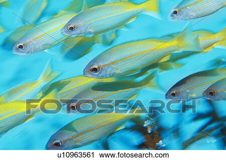 Stock Image - School of tropical fish in ocean. Fotosearch