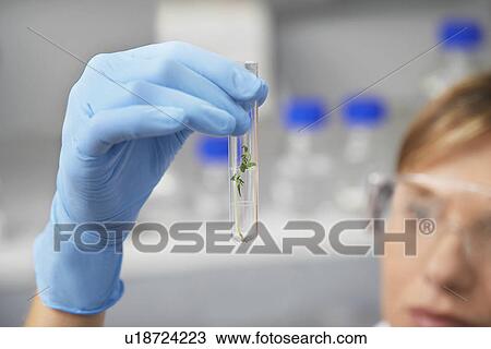 Stock Image - Scientist examining plant in test tube in laboratory focus on hand and test tube. Fotosearch