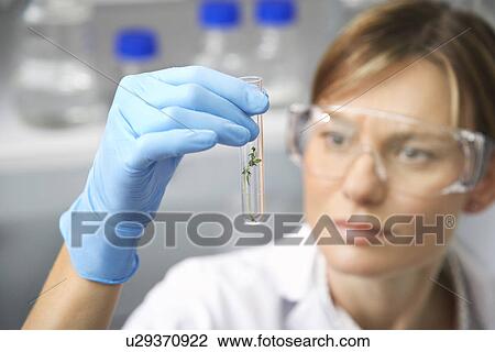 Scientist examining plant in test tube in laboratory focus on test tube View Large Photo Image Stock Image - Scientist examining plant in test tube in laboratory focus on test tube. Fotosearch