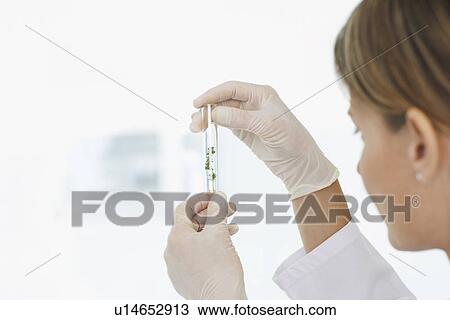 Stock Image - Scientist looking at plants in test tube indoors focus on hands and test tube. Fotosearch