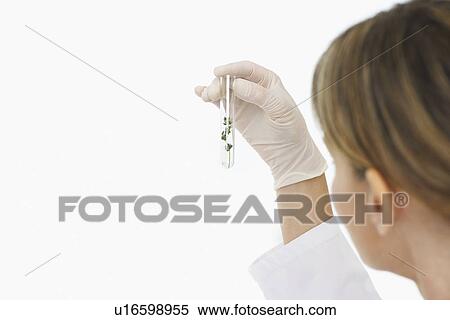 Scientist looking at plants in test tube indoors focus on hand and test tube View Large Photo Image Stock Photography - Scientist looking at plants in test tube indoors focus on hand and test tube. Fotosearch