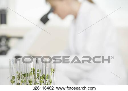 Scientist using microscope in laboratory focus on plants in test tubes in foreground View Large Photo Image Stock Image - Scientist using microscope in laboratory focus on plants in test tubes in foreground. Fotosearch