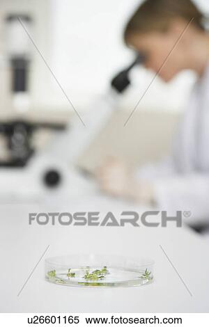 Scientist using microscope in laboratory focus on petri dish in foreground View Large Photo Image Stock Photography - Scientist using microscope in laboratory focus on petri dish in foreground. Fotosearch
