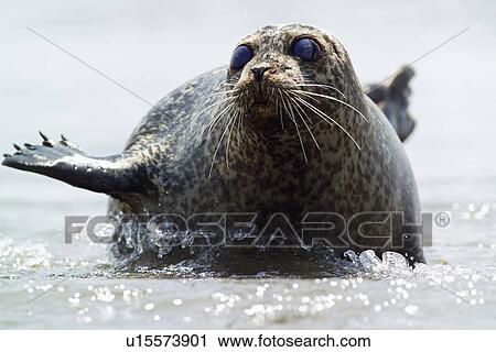 Seal lying in shallow water View Large Photo Image Stock Image - Seal lying in shallow water. Fotosearch