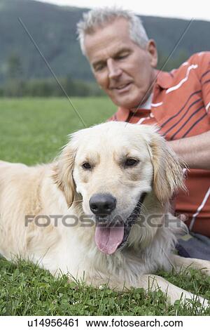 Senor man lying on grass with golden retriever View Large Photo Image Stock Image - Senor man lying on grass with golden retriever. Fotosearch
